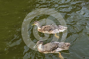 Two gray ducks swim in dark green water covered with ripples in an artificial pond