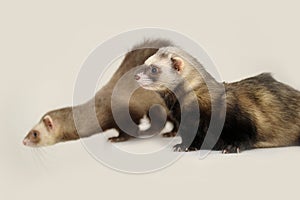 Two gray ferrets on white