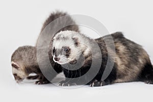 Two gray ferrets on white