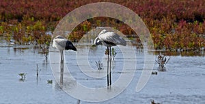 two gray flamingos resting