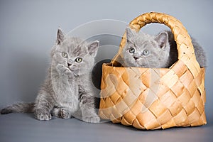 Two gray fluffy kitten british cats in a basket