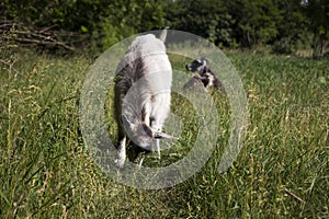 Two gray goats graze in the field on the green grass, near the forest.