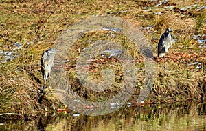 Two gray herons waiting for fish on the river shore - Ardea cinerea