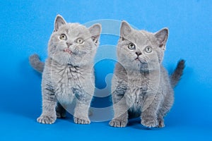 Two gray kitten brit photo