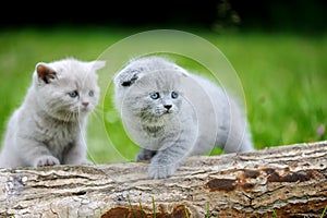 Two gray kitten on tree