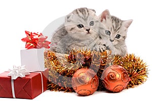 Two gray kittens with christmas decorations
