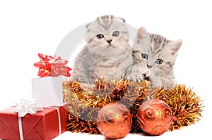 Two gray kittens with christmas decorations