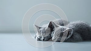 Two Kittens Sleeping on Floor