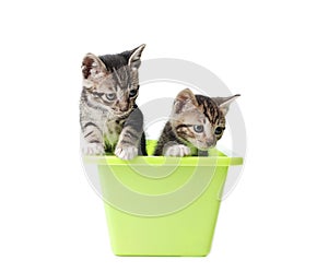 Two gray kittens in the green box