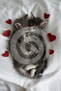 Two gray kittens hugging sleep valentine`s day heart valentine`s day february 14 vertical
