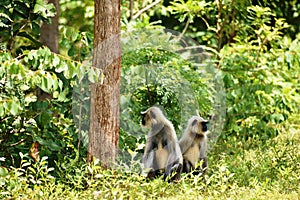 Two Gray Langur or Hanuman Langur sitting in the field