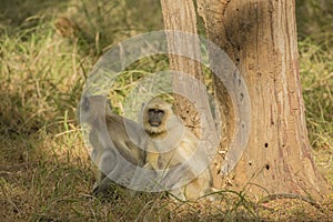 Two Gray Langurs Relaxing by a Tree