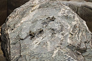 Two gray lizards on a stone