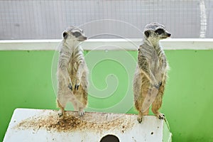 Two gray meerkats stand on their hind legs on the roof of the house