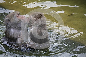 Two gray monkeys kissing in clear water