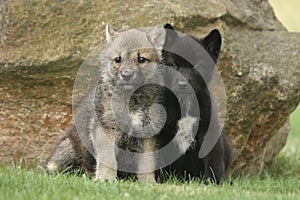 Two gray Northwestern wolfs Canis lupus occidentalis also called timber wolf sitting before a rock