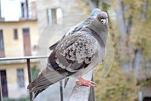 Two gray pigeons