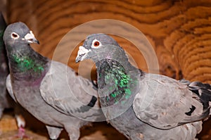 Two Gray Pigeons