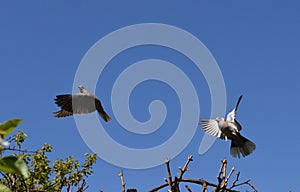 Gray pigeons in flight