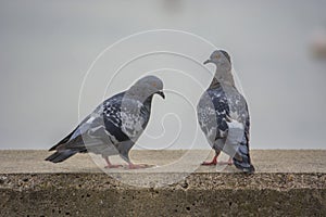 Two Gray Pigeons on Stone Wall