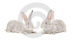 Two gray rabbit