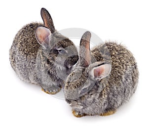 Two gray rabbit isolated