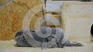 Two gray rabbit sleeping