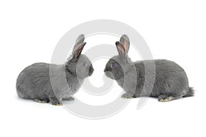 Two gray rabbit