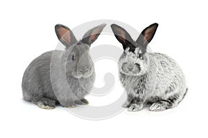 Two gray rabbit
