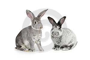 Two gray rabbit