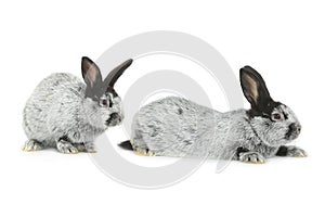 Two gray rabbit