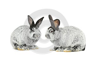 Two gray rabbit