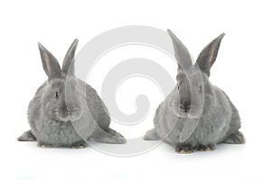 Two gray rabbit