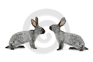 Two gray rabbit