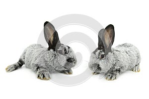 Two gray rabbit