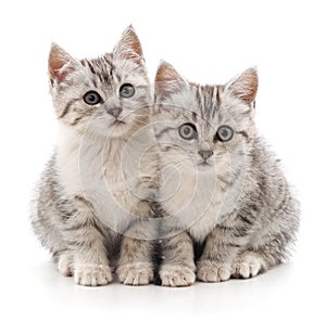 Two gray striped cats.