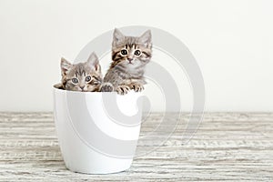 Two gray tabby kittens sitting in white flower pot. Portrait of two adorable fluffy kittens with copy space. Beautiful baby cats
