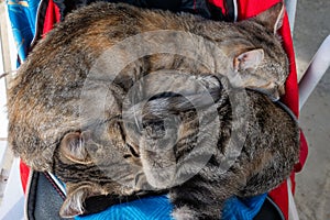 Two gray tabby kittens sleep cuddled together