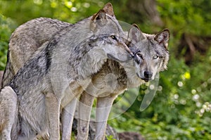 Gray Wolves beside each other. photo