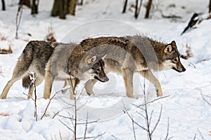 Two gray wolfs, Canis lupus, walking to the right, while sniffing on the ground. Snowy winter forest.