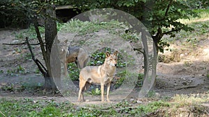 Two gray wolfs in a forest. Canis lupus