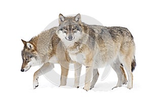 Two Gray wolves