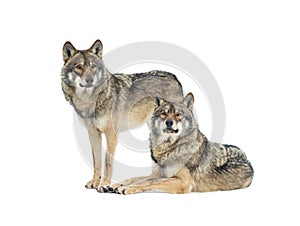 Two gray wolves isolated on white background