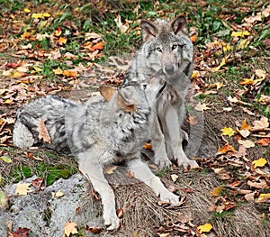 Two Gray Wolves Relaxing