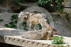 Two gray wolves in a zoo