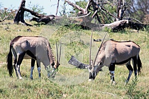 Two grazing African antelopes Oryx.