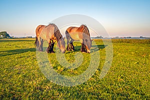 Two grazing Belgian Draught horses