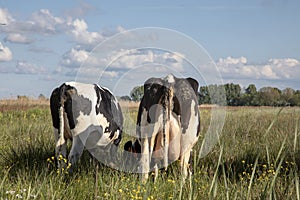 Two grazing black and white cows, viewed from behind, standing in high grass and manure on their buttocks, clouds in the sky,
