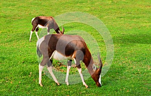 Two grazing antelopes after rain