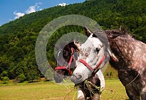 Two grazing horses close-up.